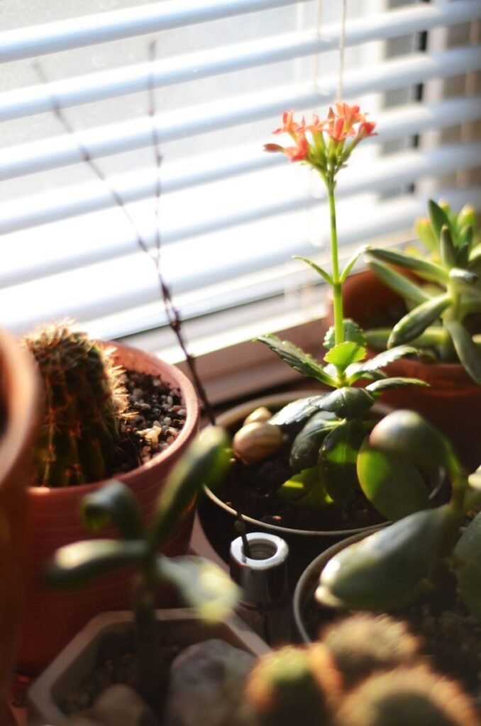 Potted succulents and cactus basking in sunlight on a window sill with blinds.