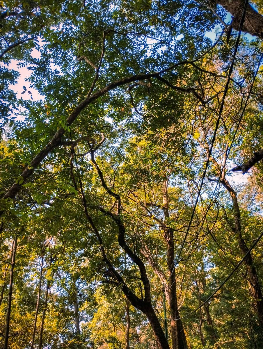Sunlight filtering through a lush forest canopy with golden leaves casting warm light.
