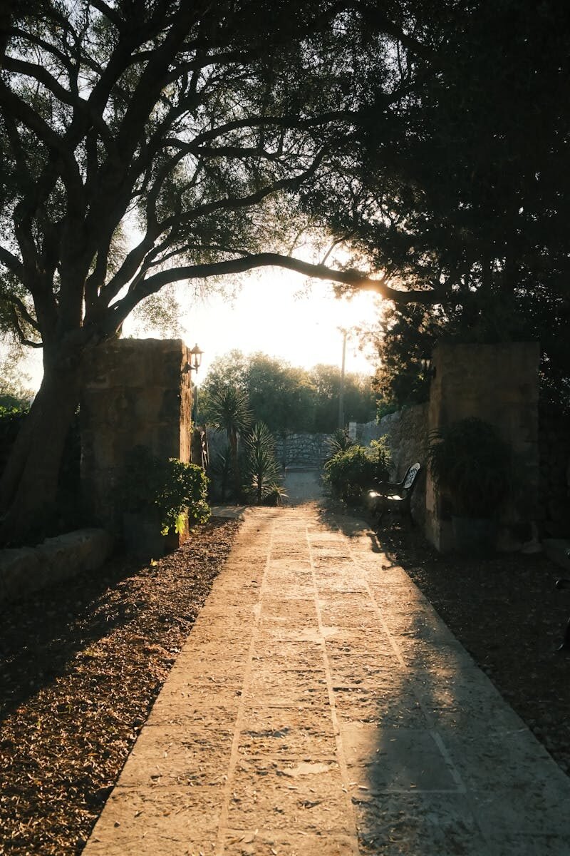 A serene garden pathway under trees, illuminated by warm sunrise light.